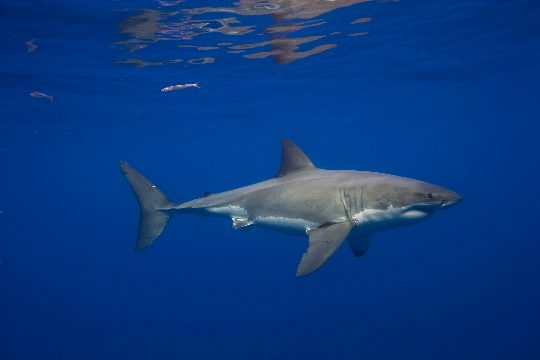 Great White Sharks Have Been in the Mediterranean Sea for Millions of Years—but Sightings Are Incredibly Rare