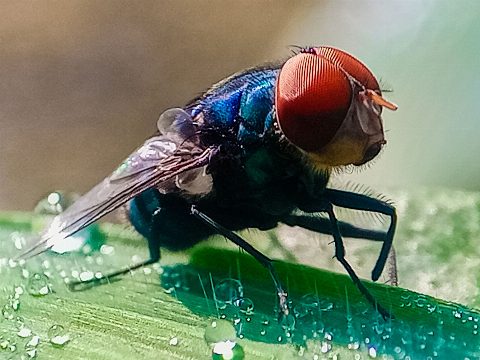 Not to Alarm Anyone, but Flesh-Eating Screwworms Have Entered the US