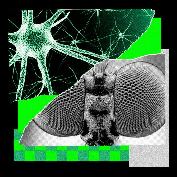 I Trained a Fly’s Brain to Generate WIRED Story Ideas
