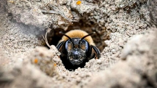 Millions of Bees Have Thrived Under a New York Cemetery for More Than a Century